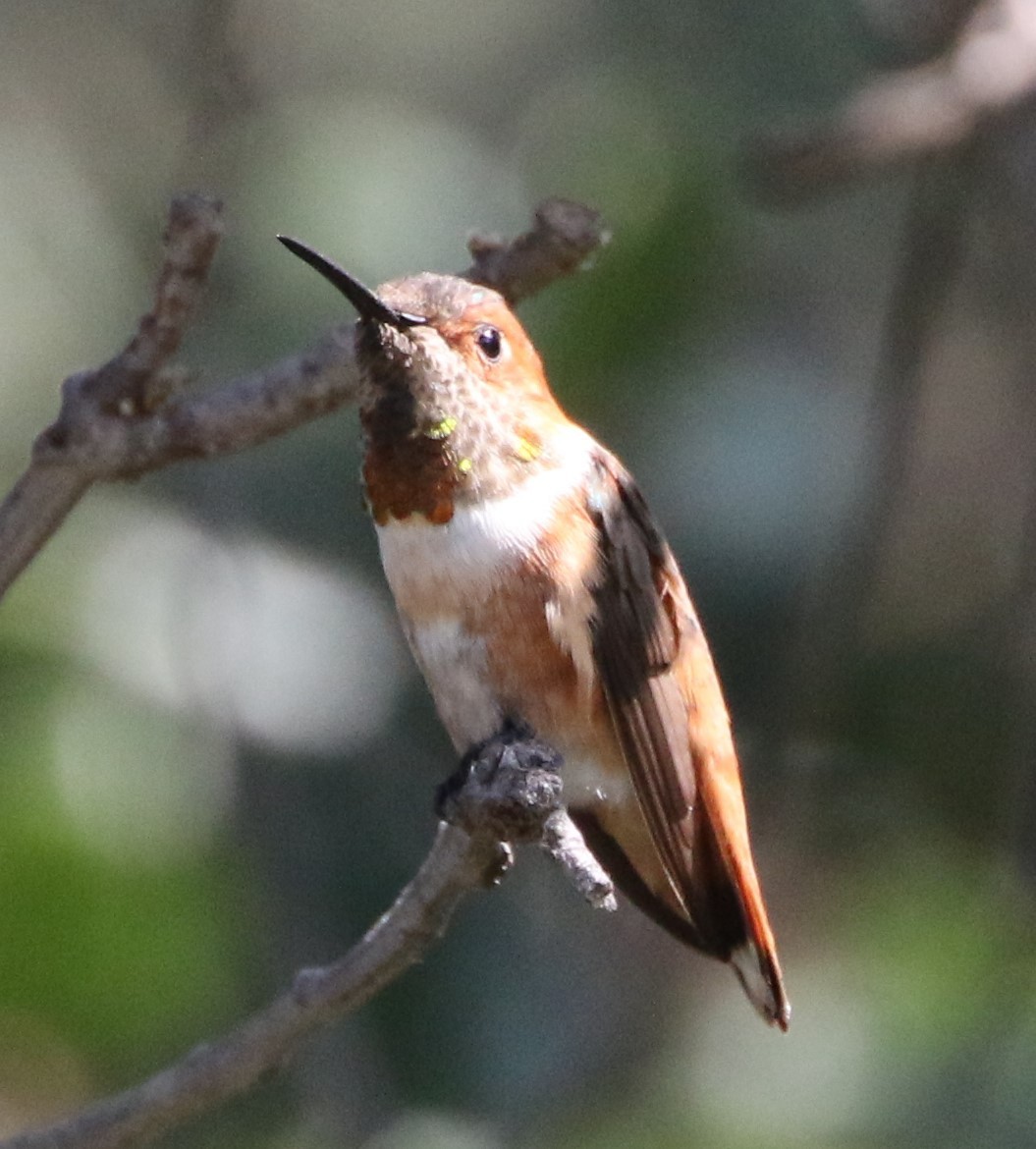 Allen's Hummingbird - ML68315451