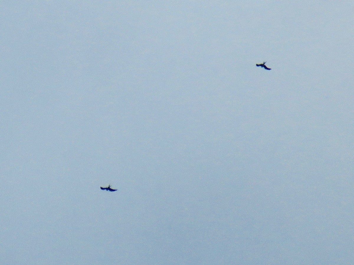 Swallow-tailed Kite - John van Dort