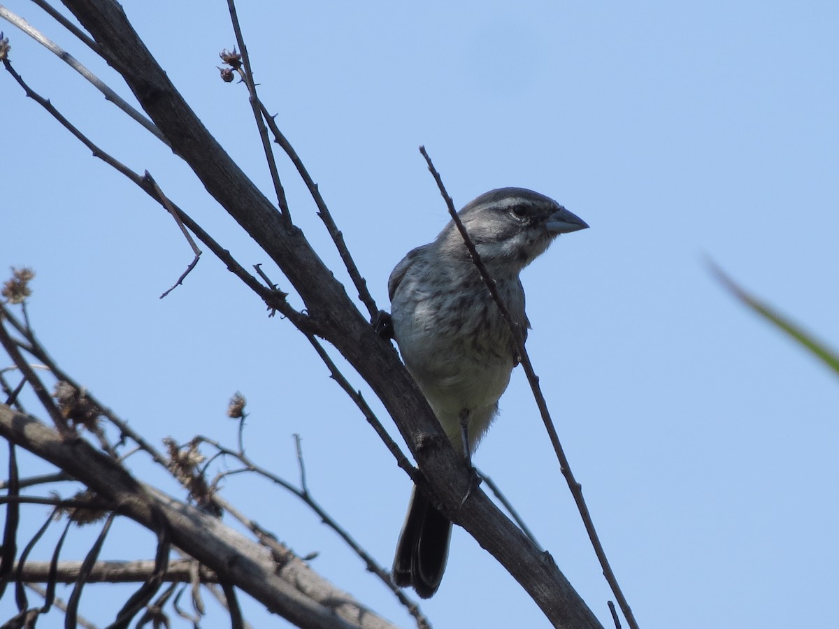 Black-throated Sparrow - ML68315751