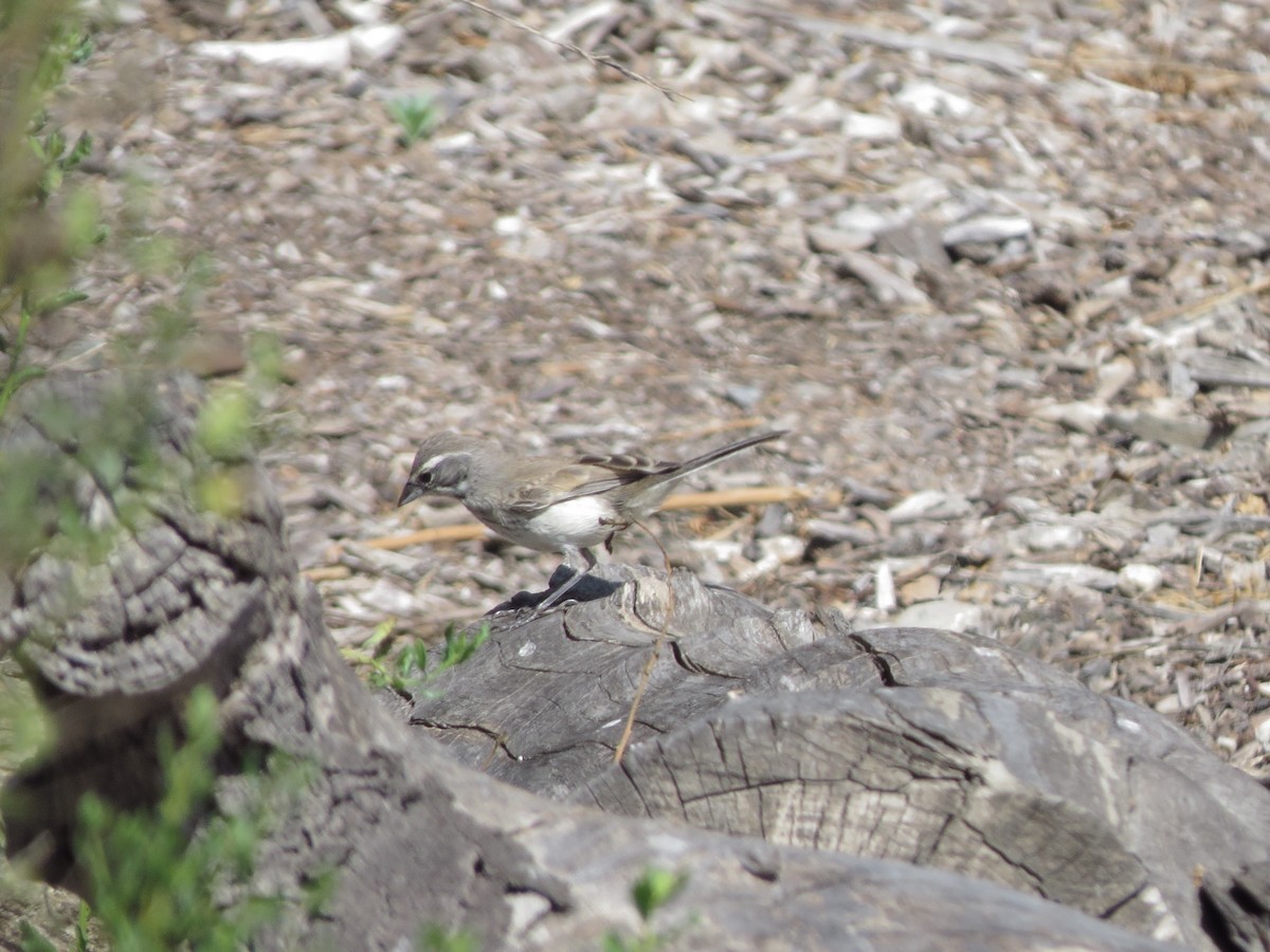 Black-throated Sparrow - ML68315791