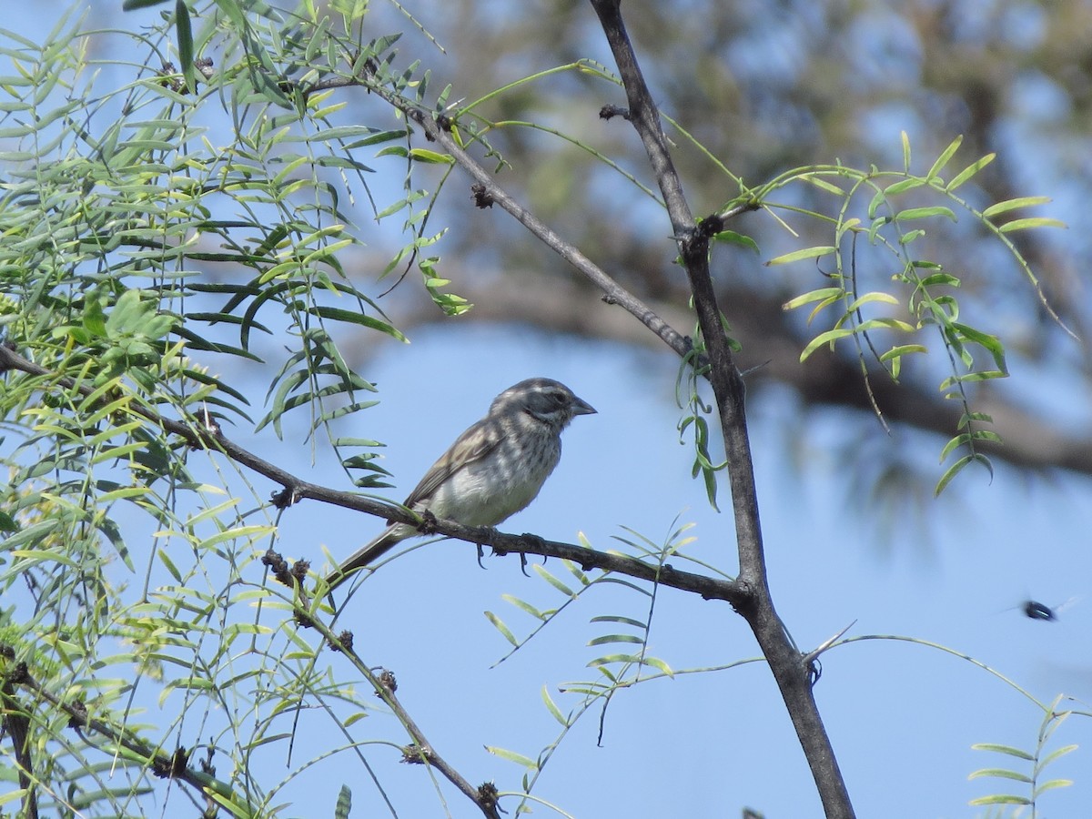 Black-throated Sparrow - Edana Salisbury