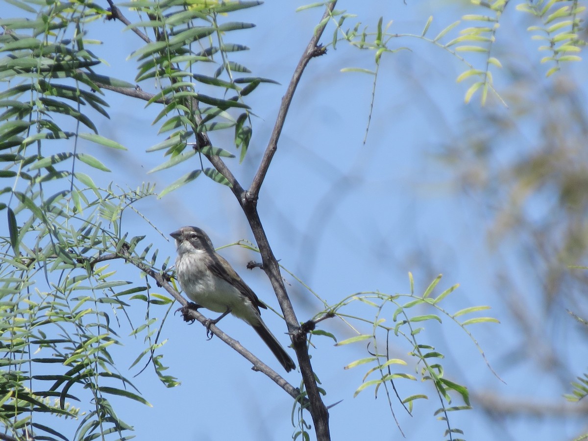 Black-throated Sparrow - ML68315851