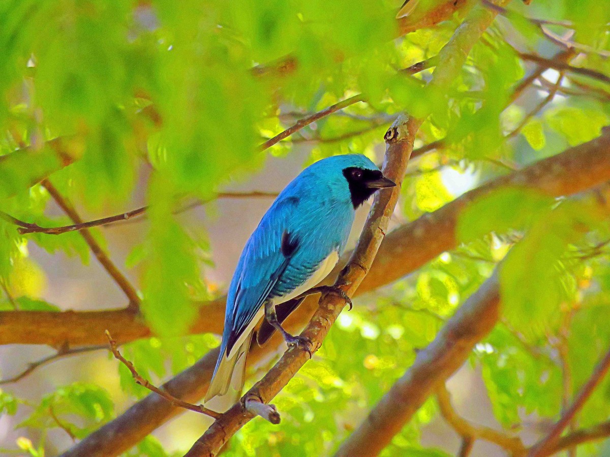 Swallow Tanager - Fernando Lotto