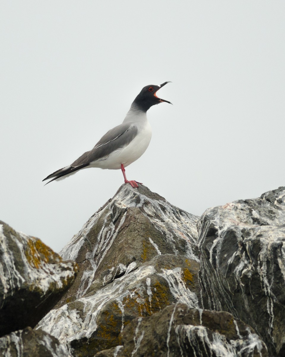 Swallow-tailed Gull - Jacob McGinnis