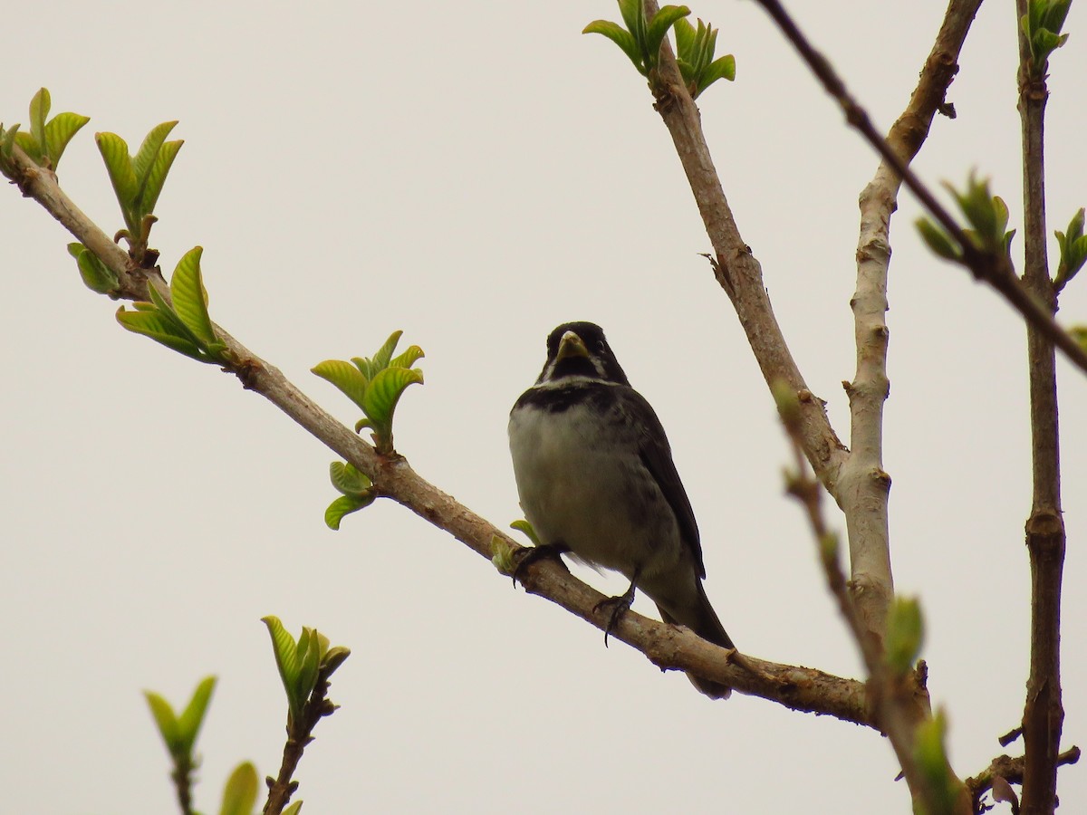 Double-collared Seedeater - Fernando Lotto