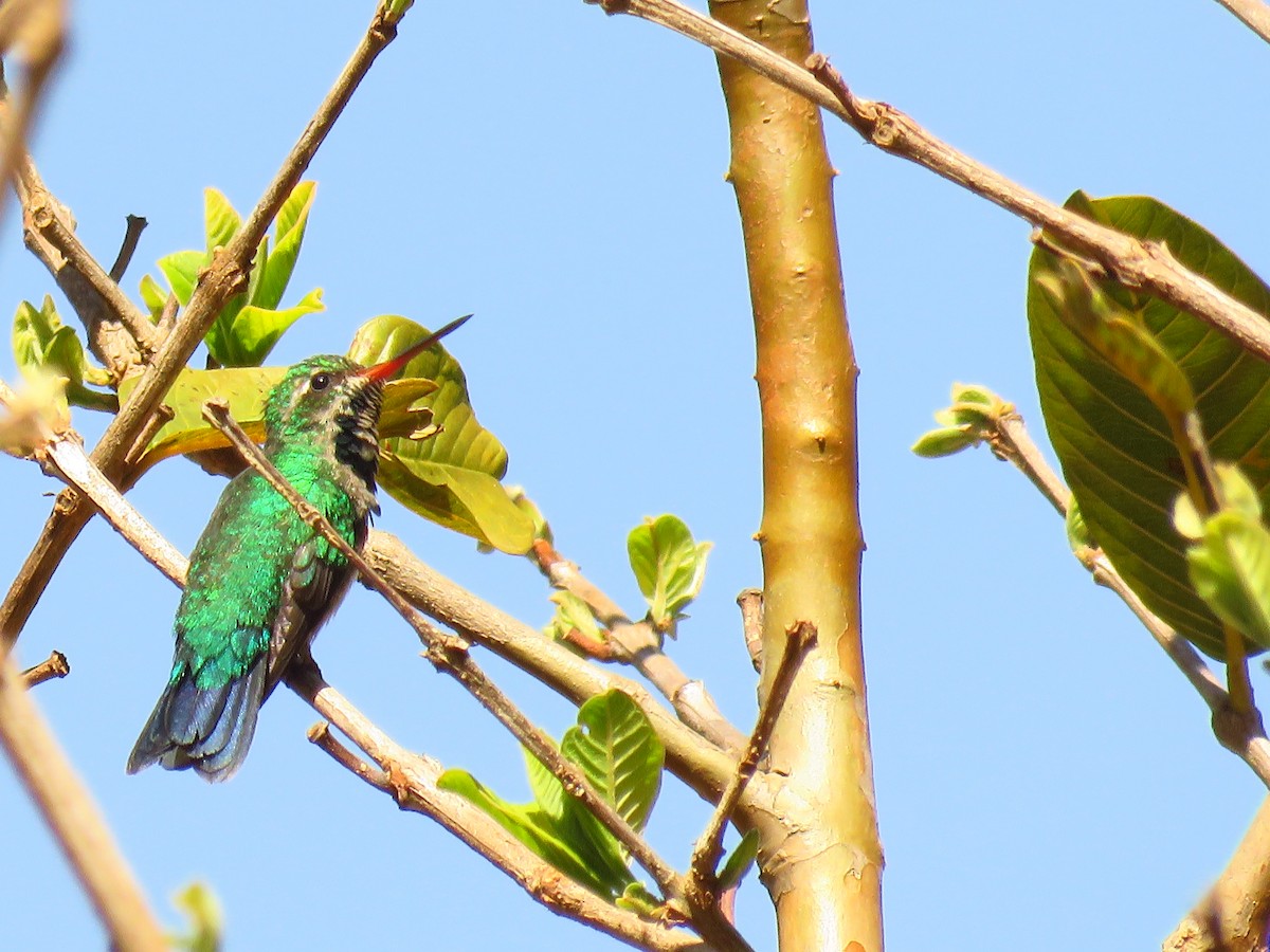 kolibřík lesklobřichý - ML68320271