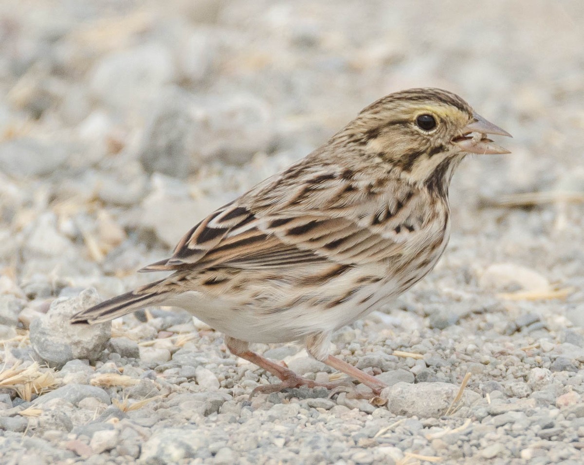 Savannah Sparrow - ML68320881