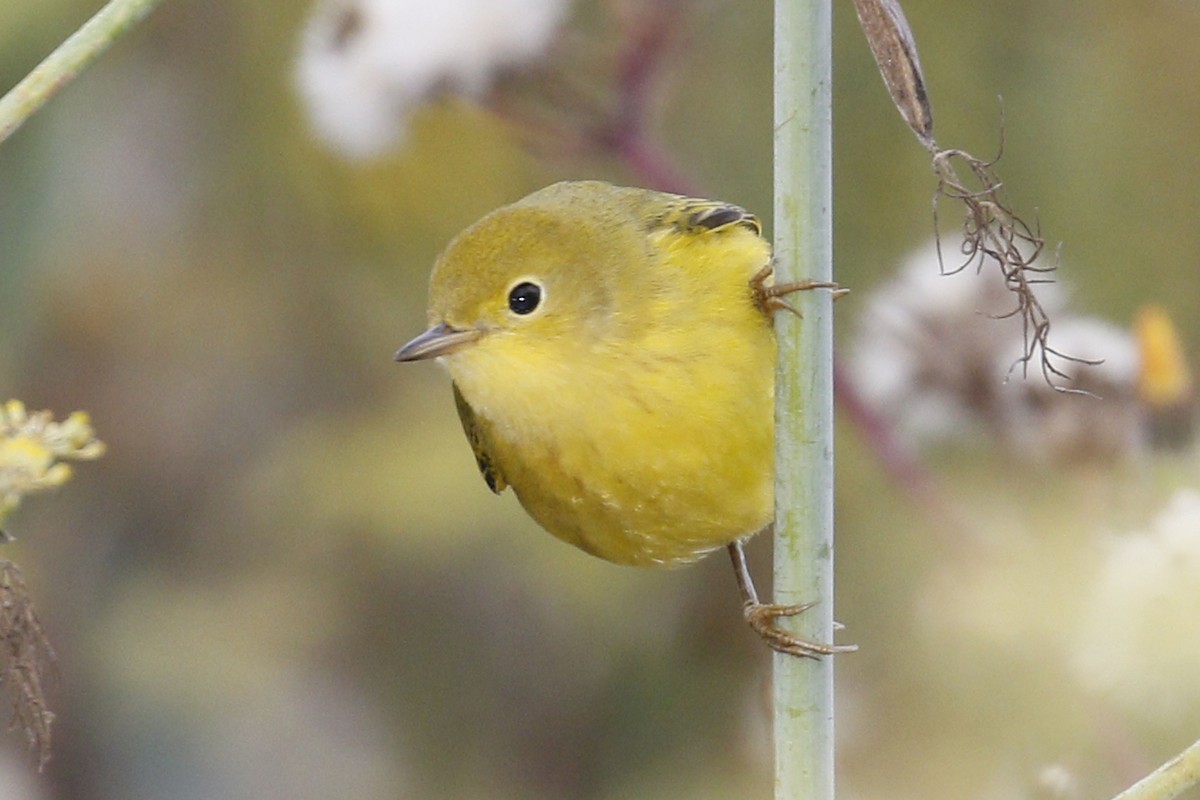 Yellow Warbler - Donna Pomeroy