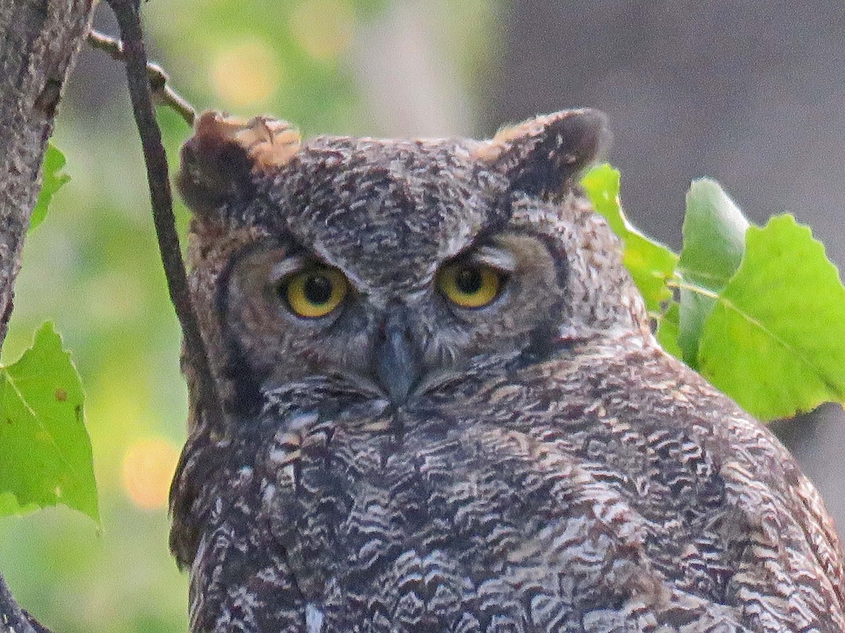 Great Horned Owl - ML68324491