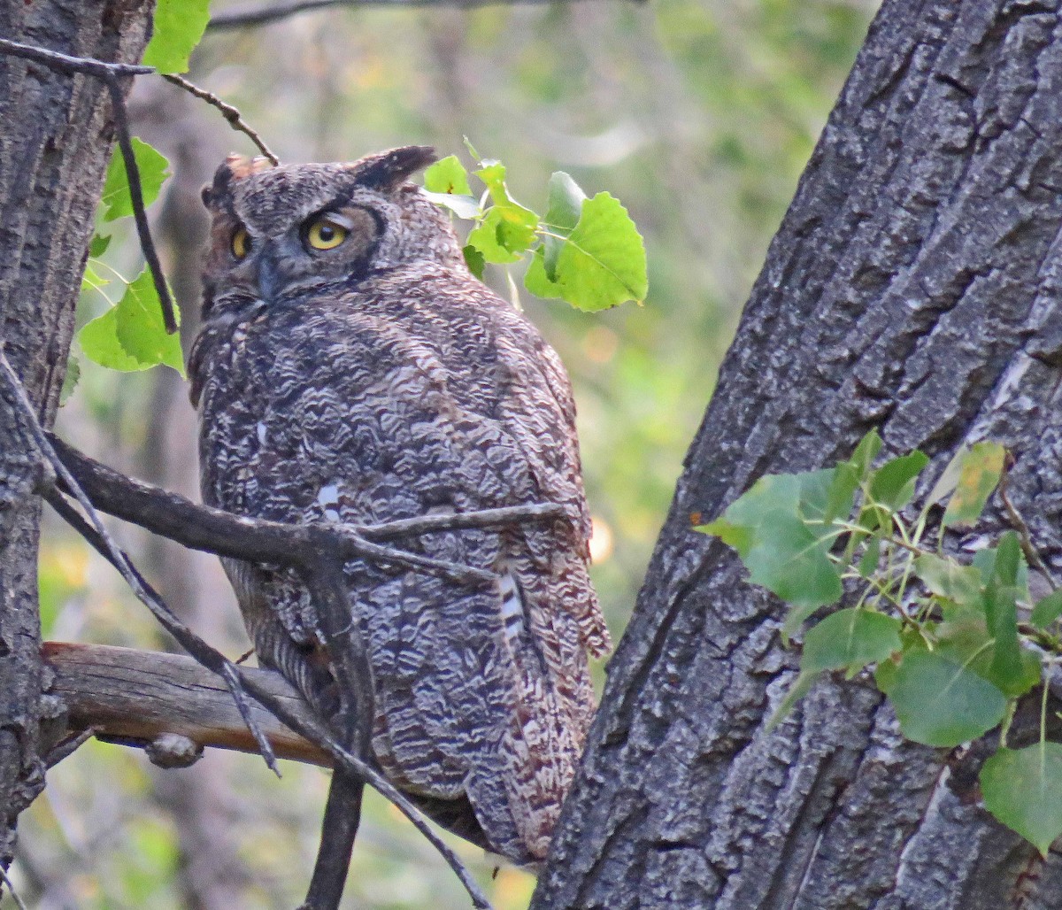 Great Horned Owl - ML68324521