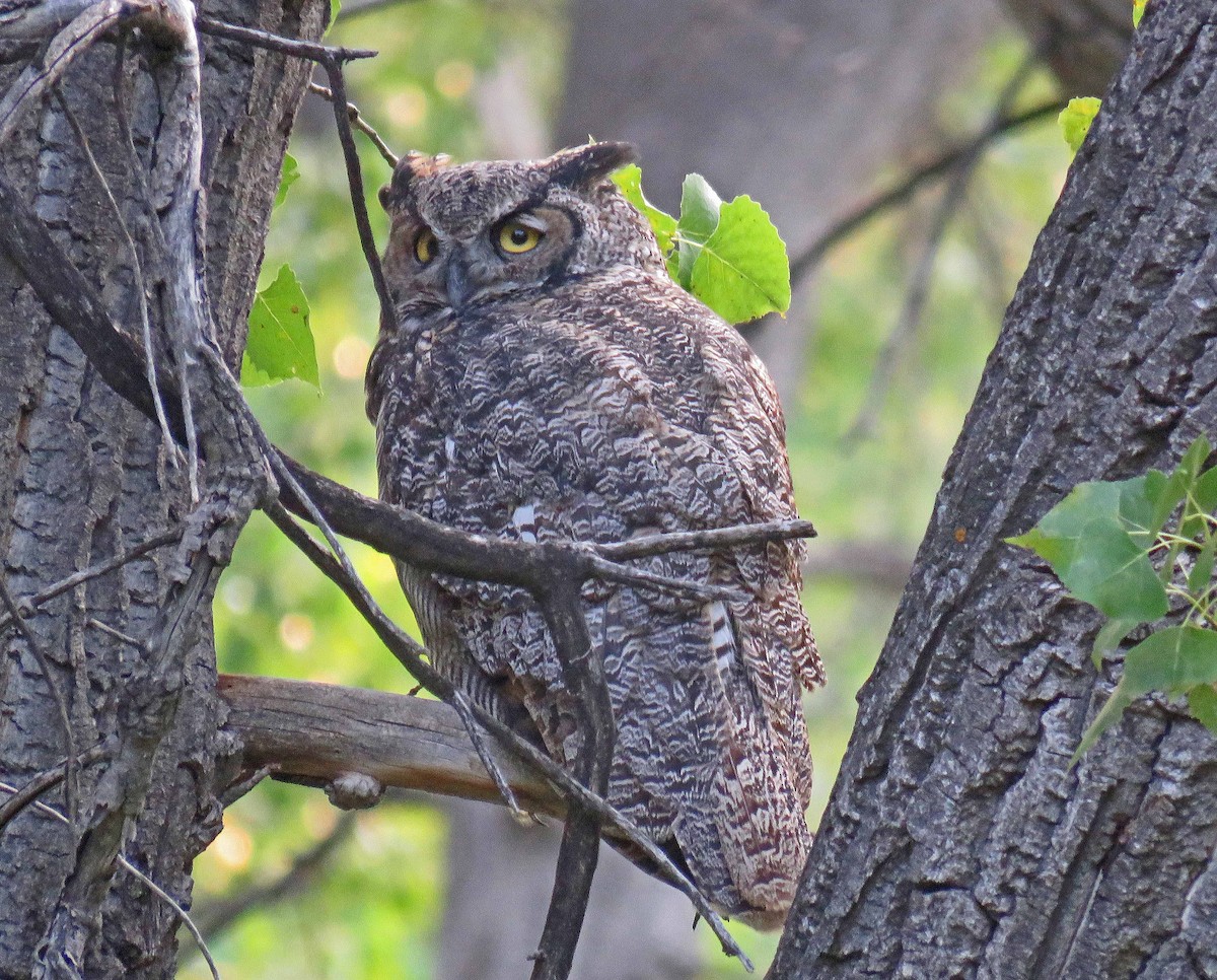 Great Horned Owl - ML68324531