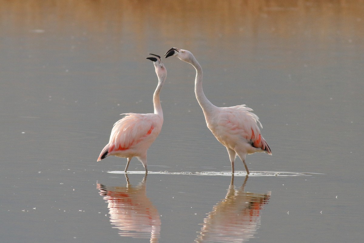 Chilean Flamingo - Sean Williams
