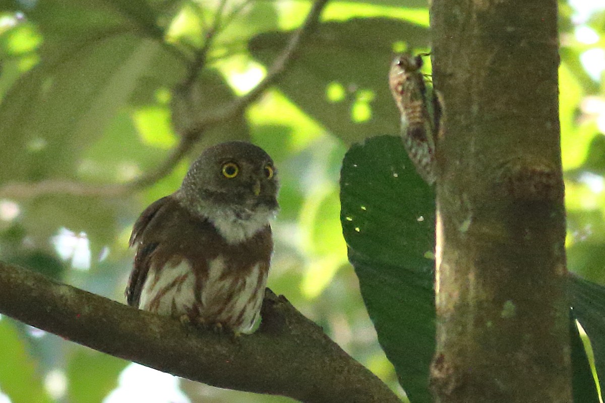 Amazonian Pygmy-Owl - Sean Williams