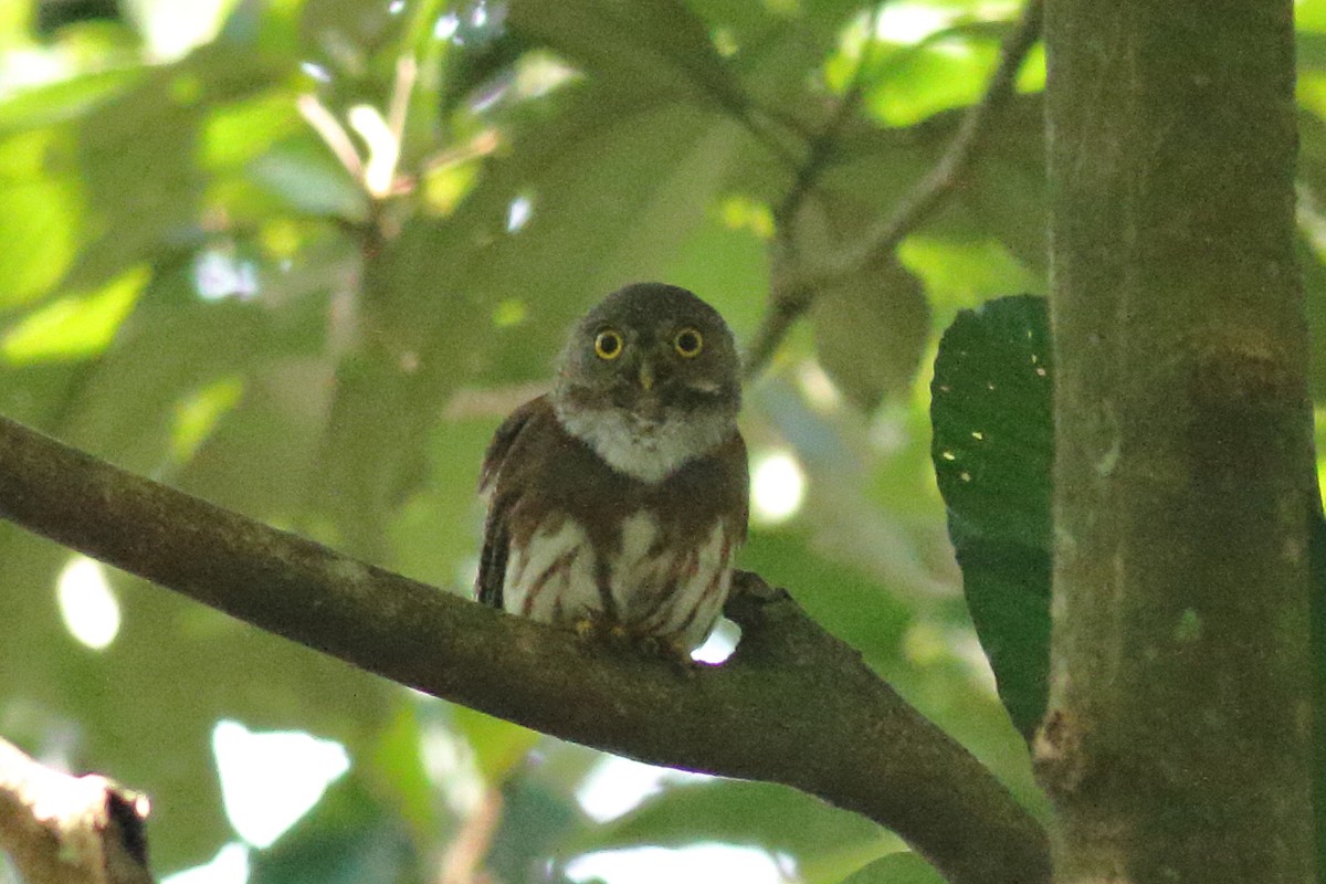 Amazonian Pygmy-Owl - ML68326261