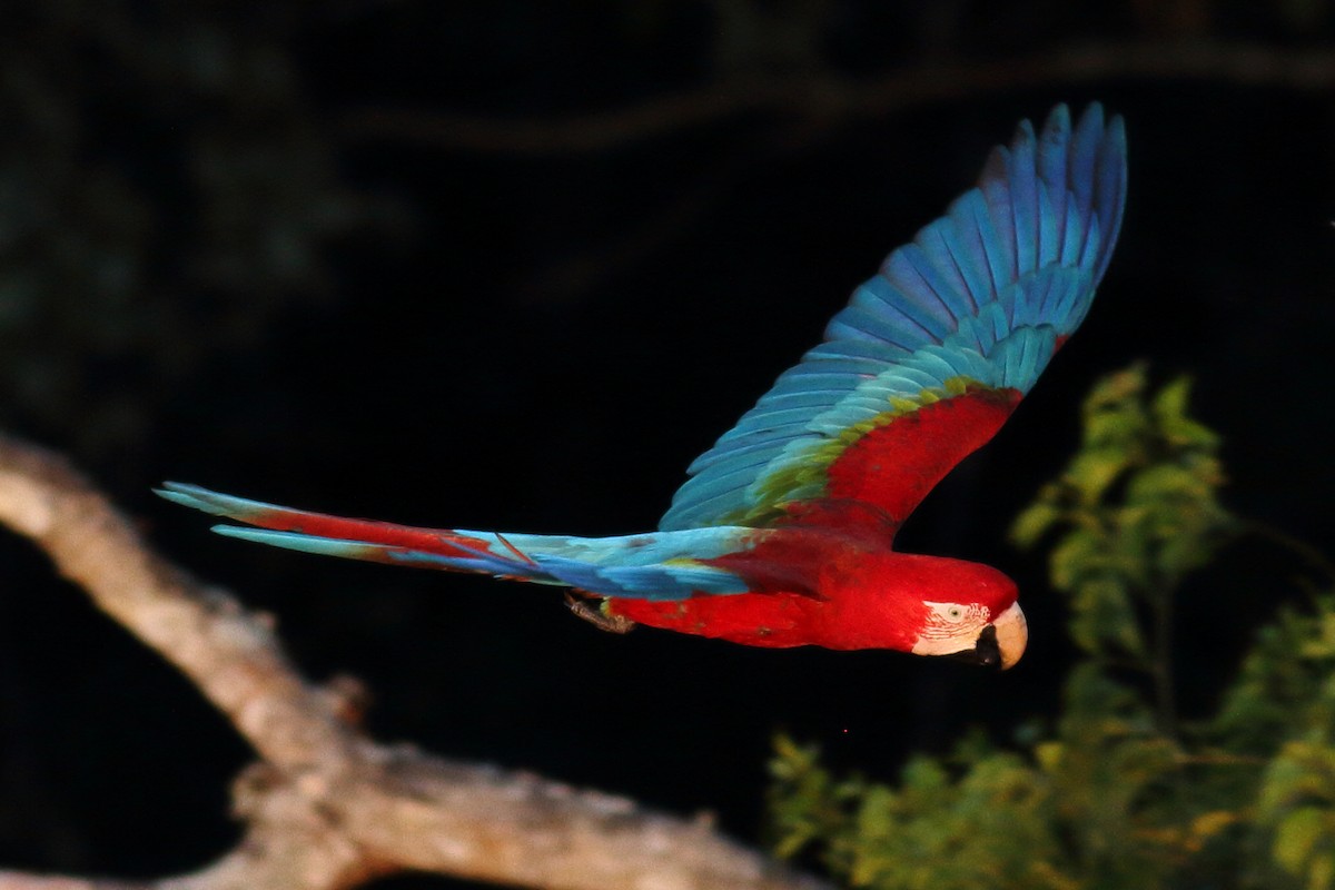 Red-and-green Macaw - ML68326771