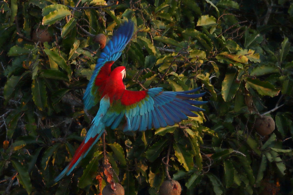 Red-and-green Macaw - Sean Williams