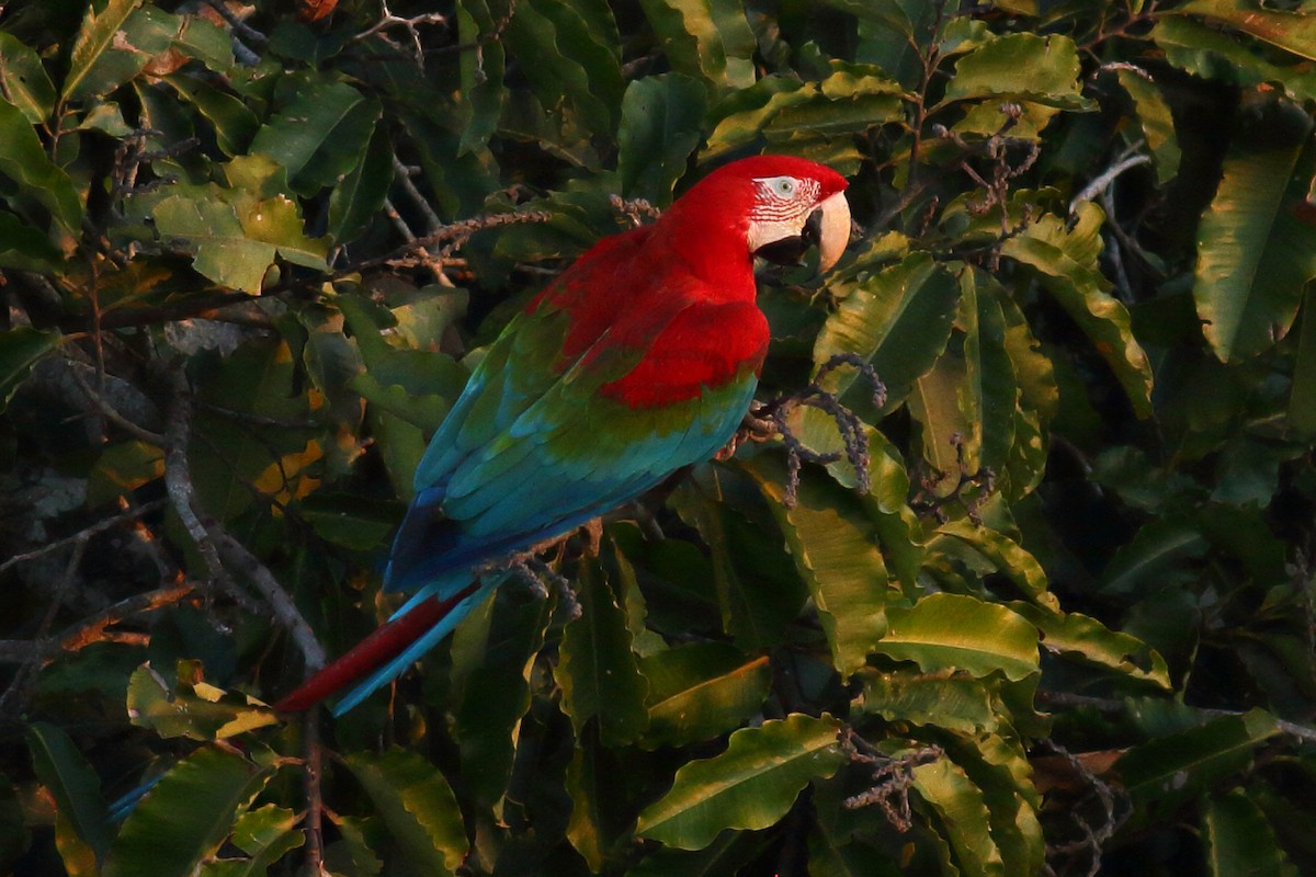 Red-and-green Macaw - ML68326951