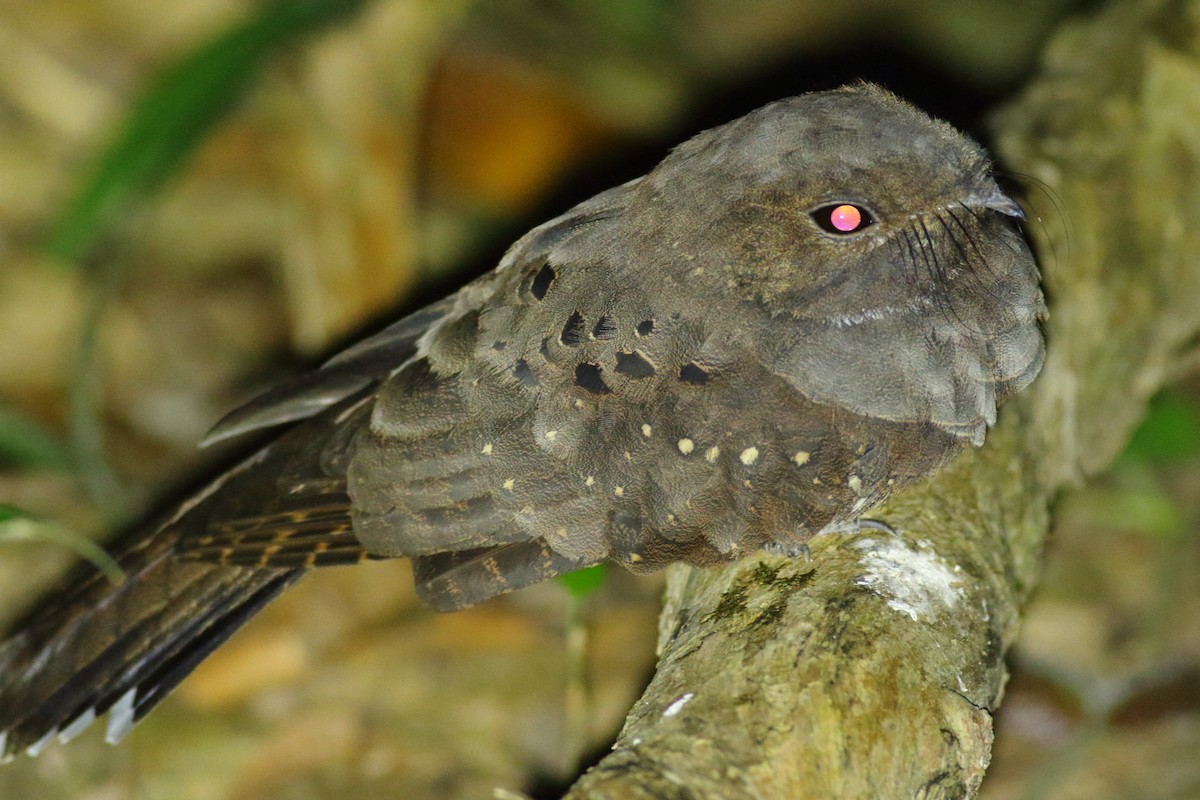 Ocellated Poorwill - ML68327371