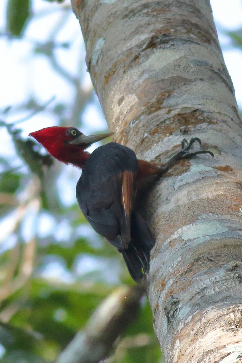 Red-necked Woodpecker - ML68328431