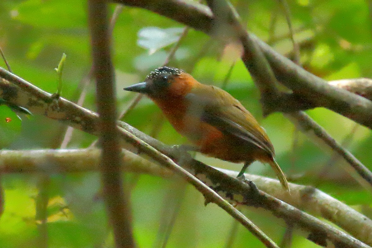Rufous-breasted Piculet - ML68328441