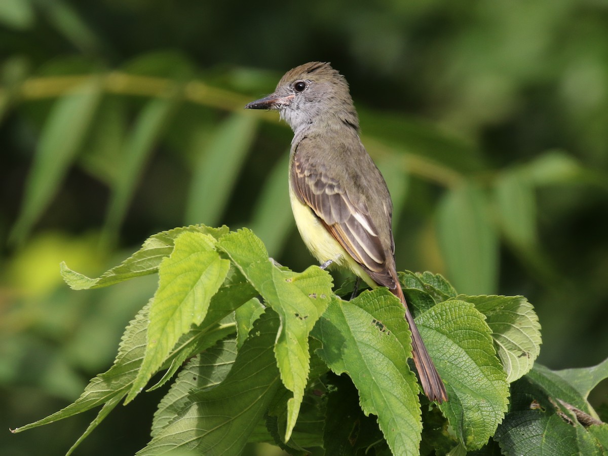Great Crested Flycatcher - ML68329821