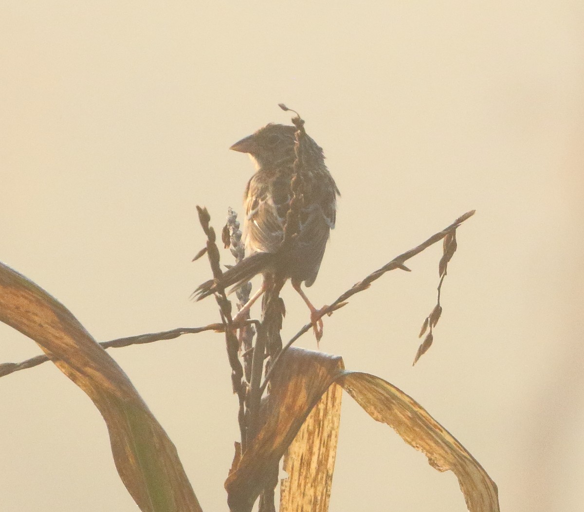Grasshopper Sparrow - Sue Renner Moske
