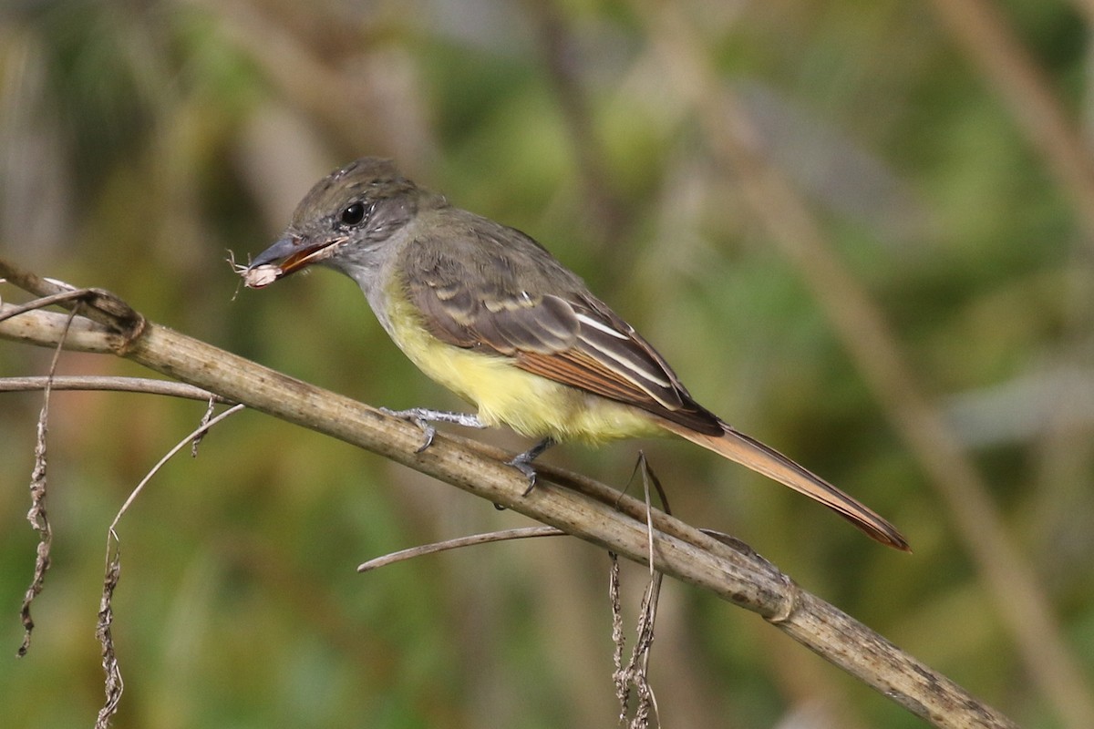 Great Crested Flycatcher - ML68330761