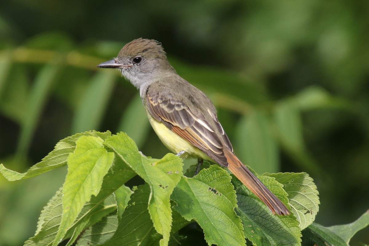 Great Crested Flycatcher - ML68330821