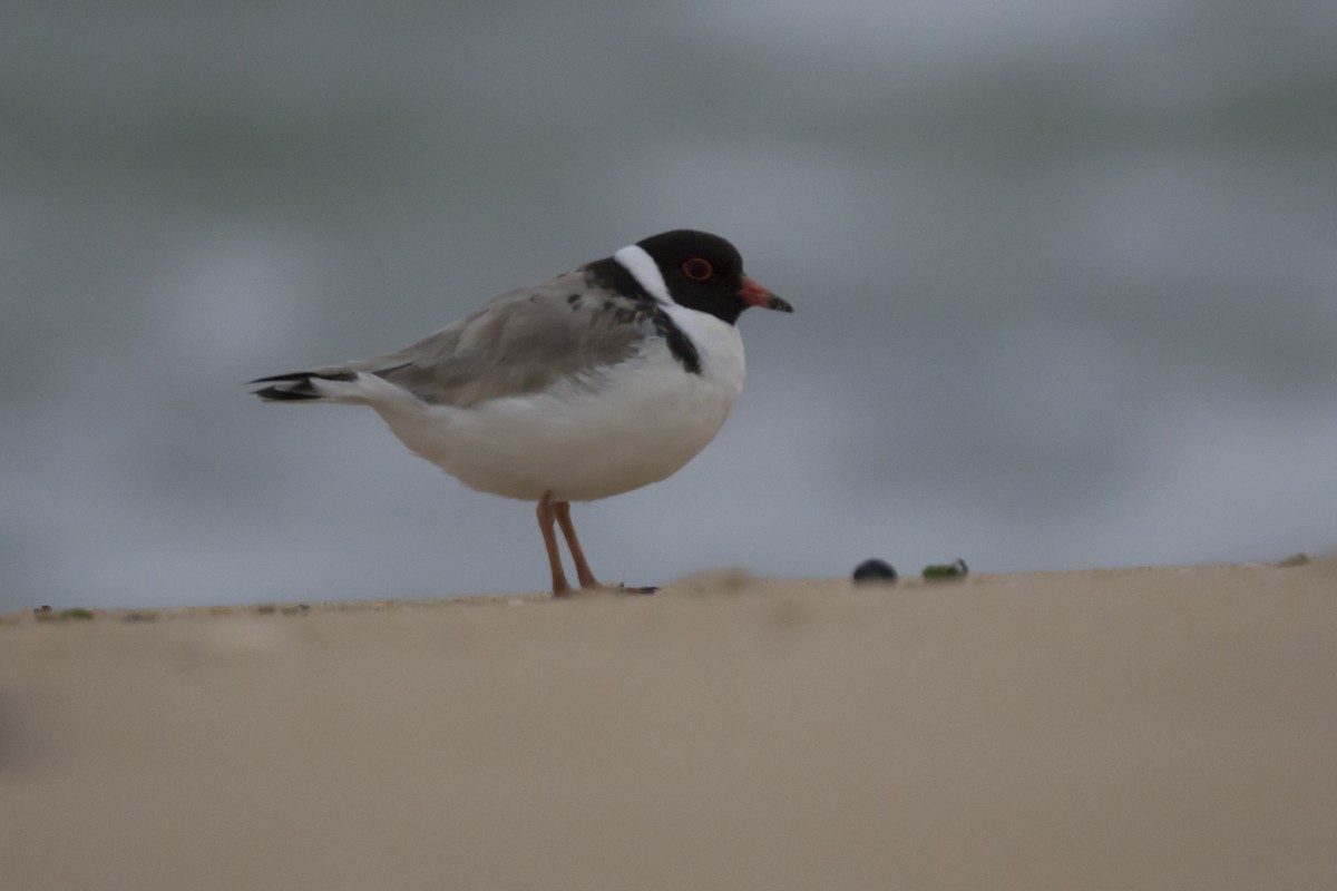Hooded Plover - John Cantwell