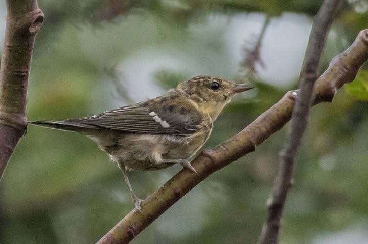 Bay-breasted Warbler - ML68334171