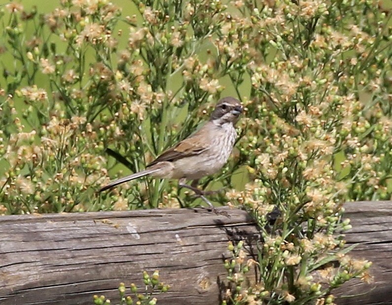 Black-throated Sparrow - Trish Gussler
