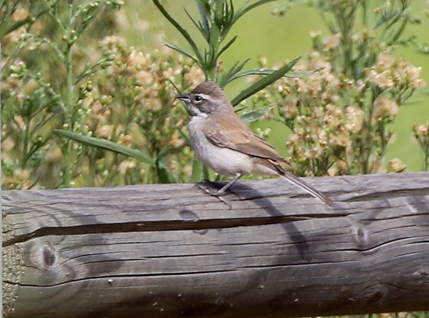 Black-throated Sparrow - ML68337001