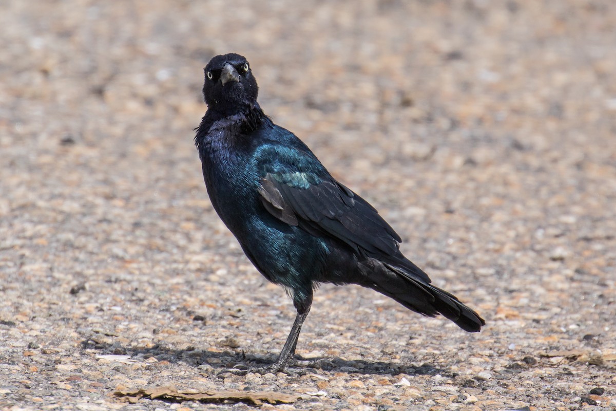 Boat-tailed Grackle - Chris S. Wood