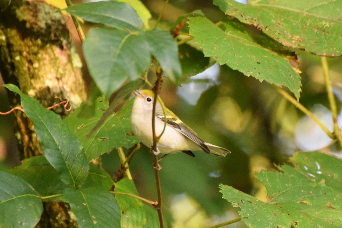 Chestnut-sided Warbler - irina shulgina