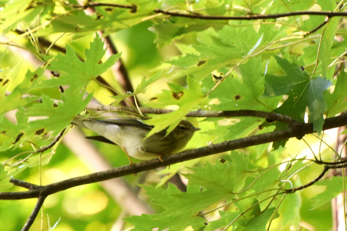Blackpoll Warbler - irina shulgina