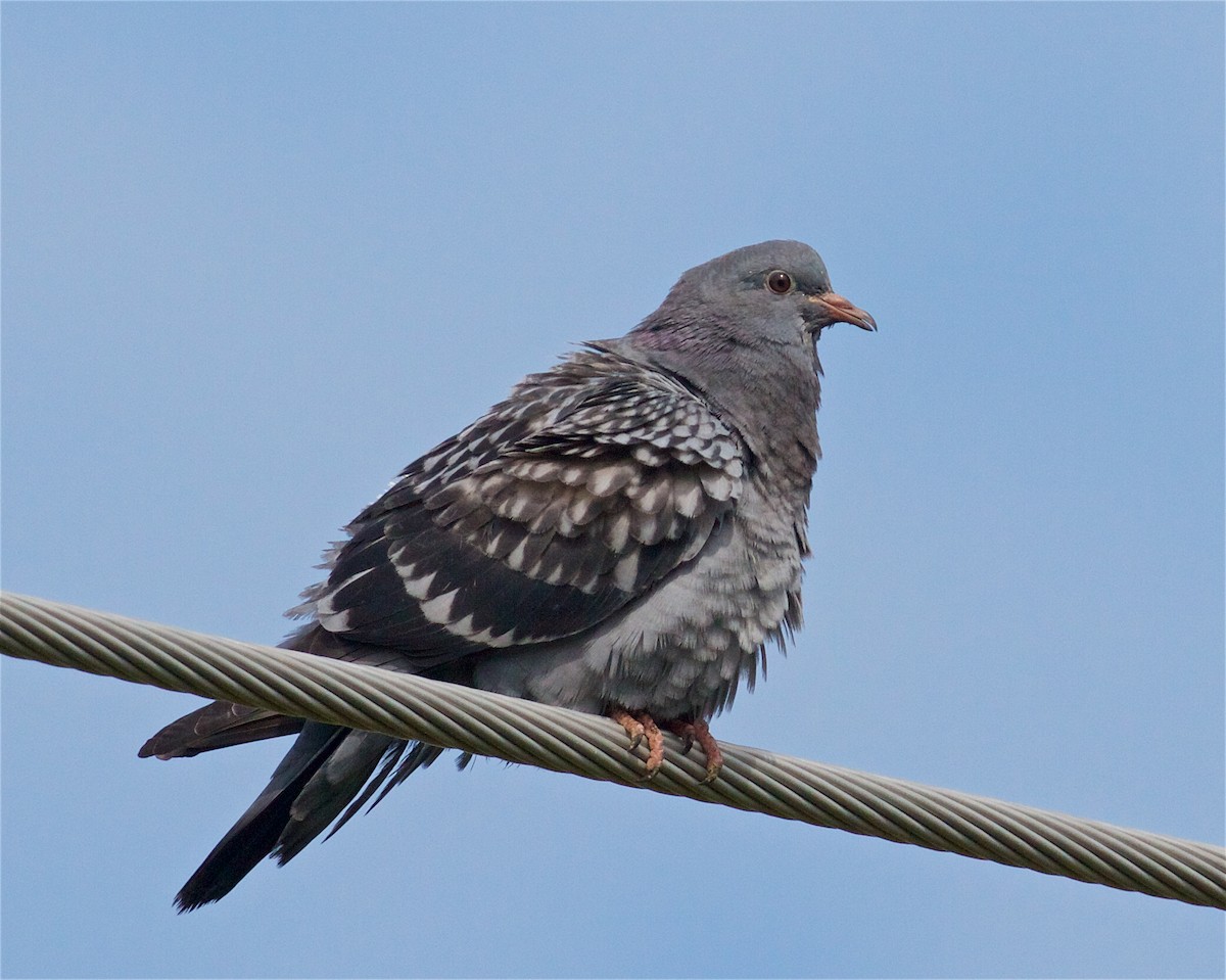 Rock Pigeon (Feral Pigeon) - ML68341181