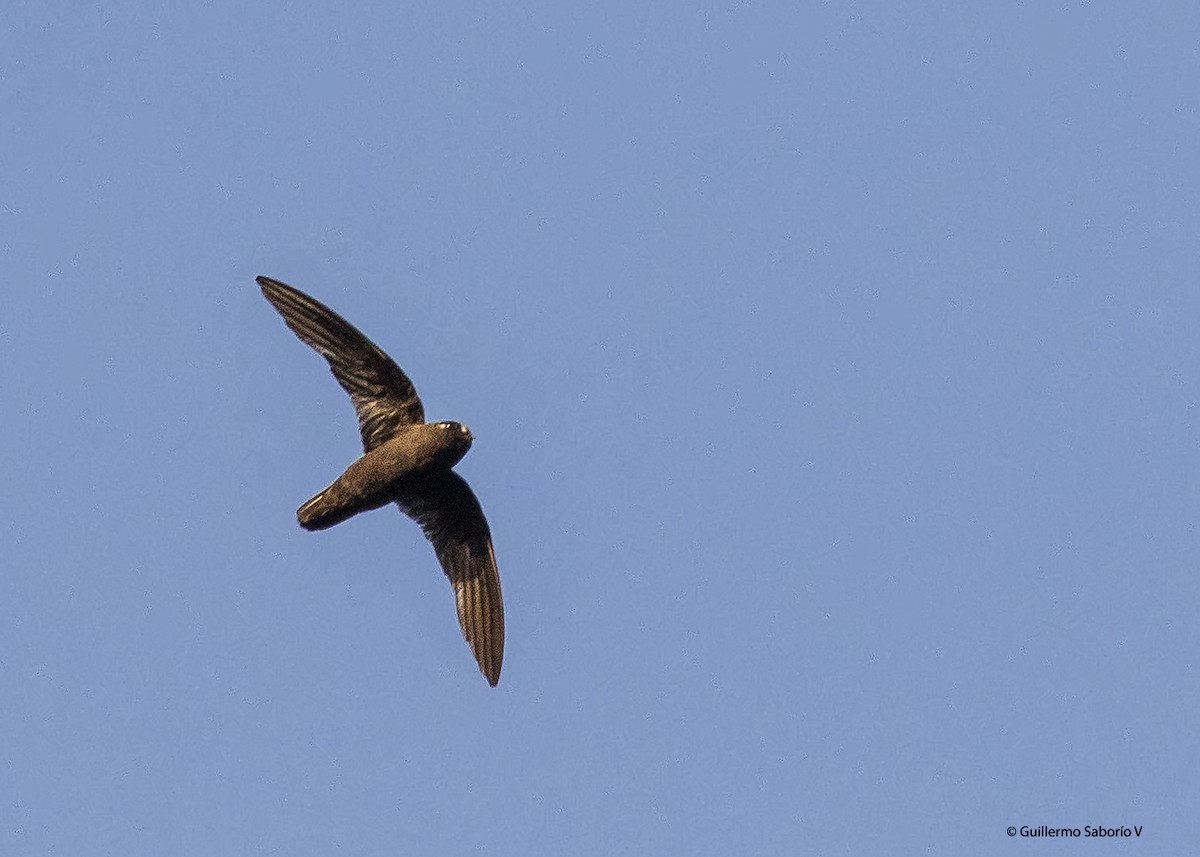 Spot-fronted Swift - ML68342411