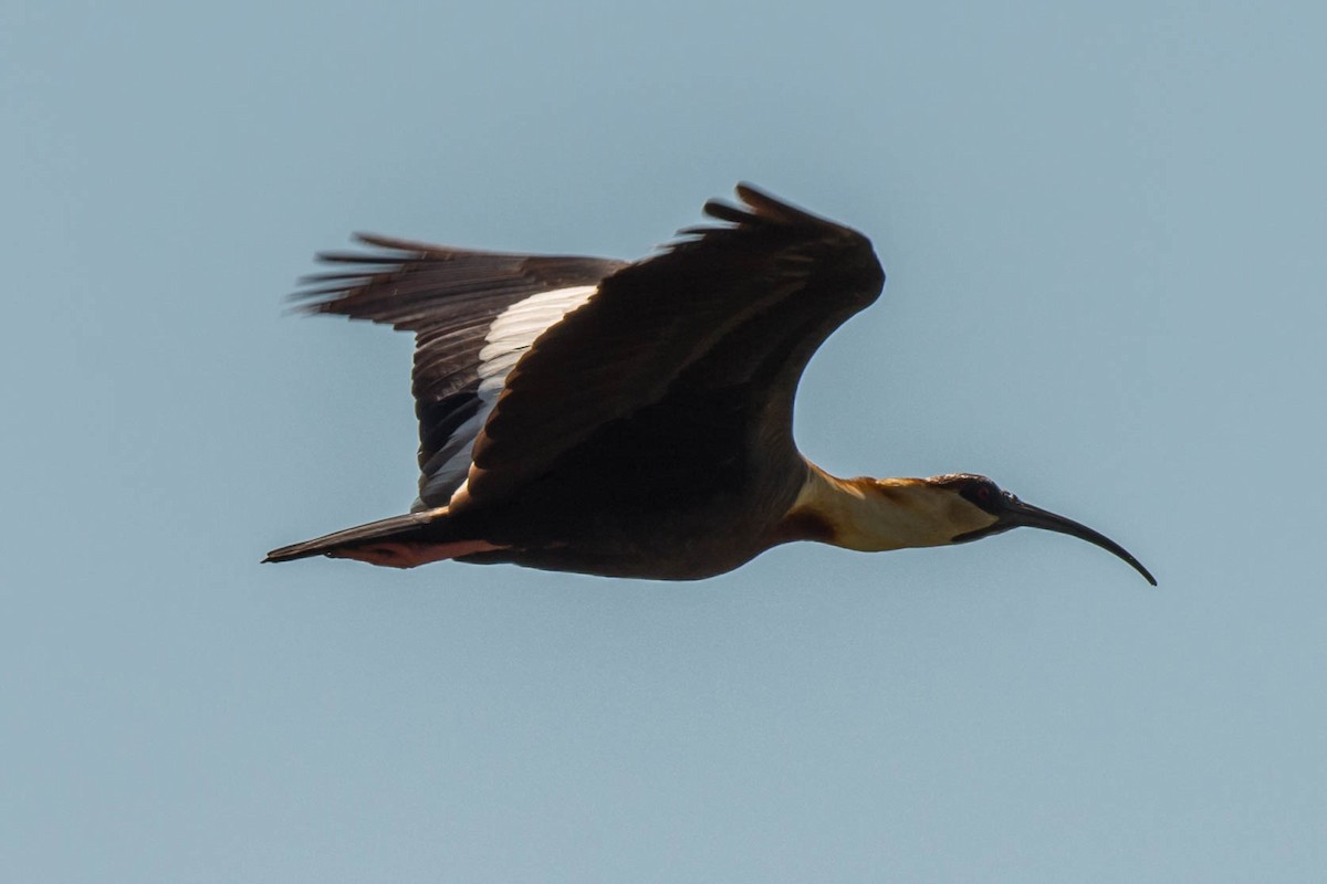 ibis bělokřídlý - ML68343871