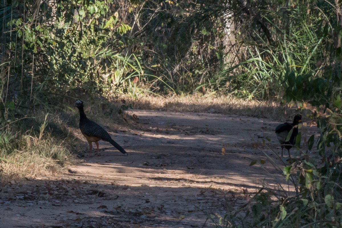 Bare-faced Curassow - ML68344451