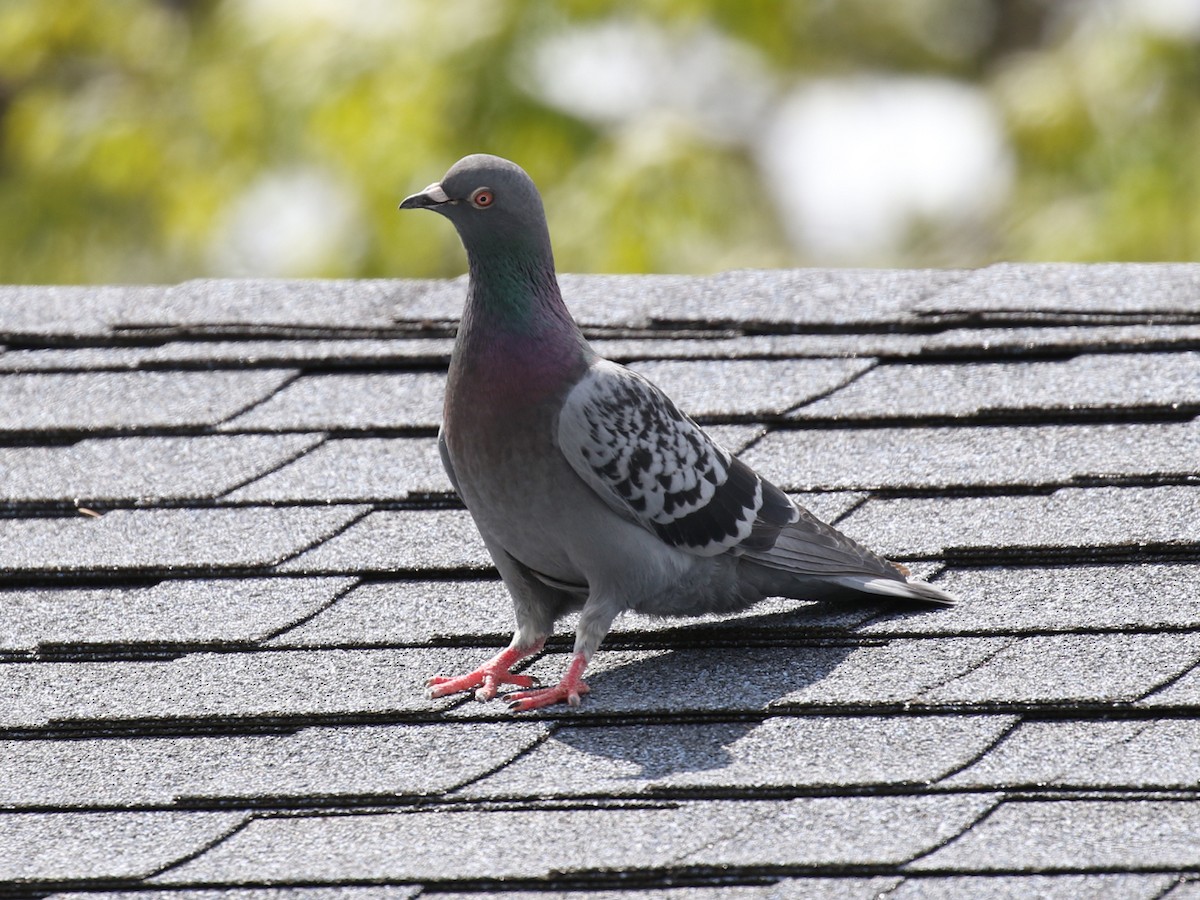 Pigeon biset (forme domestique) - ML68344581