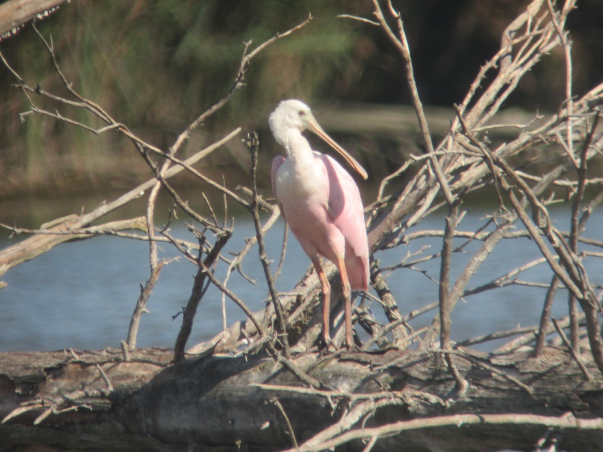 Roseate Spoonbill - Ray Duffy