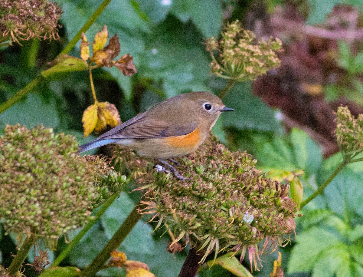 Red-flanked Bluetail - Cameron Cox