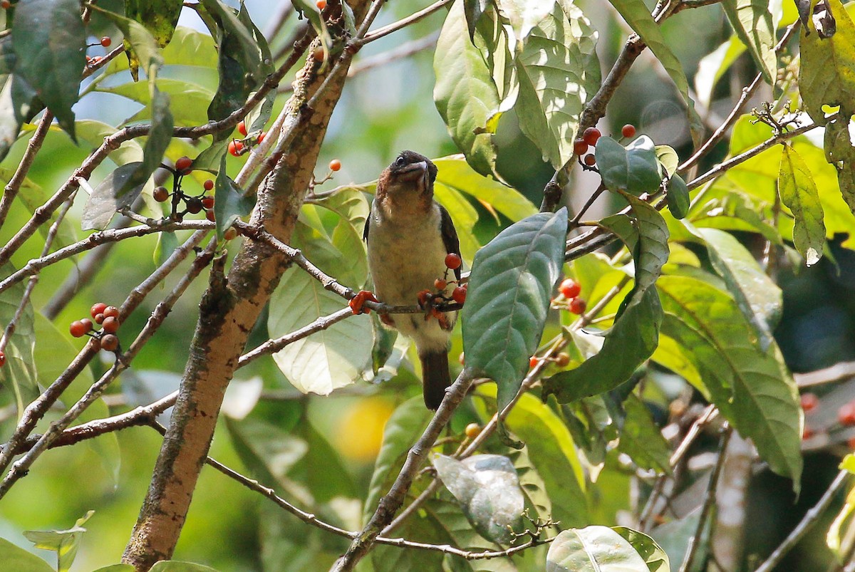 Sooty Barbet - Neoh Hor Kee
