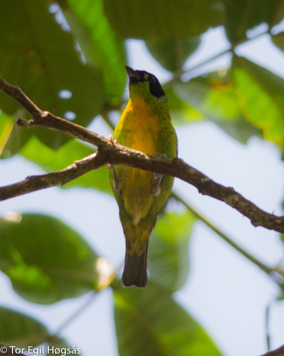 Green-and-gold Tanager - ML68356301