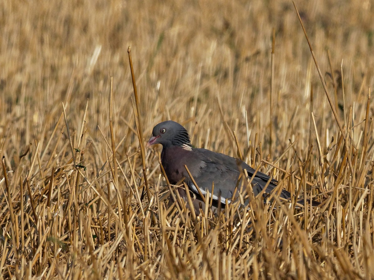 Common Wood-Pigeon - ML68356941