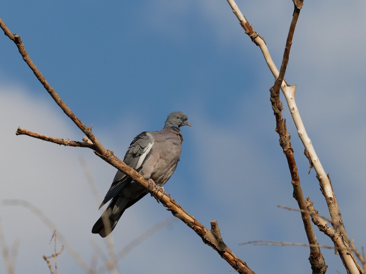 Common Wood-Pigeon - ML68356971