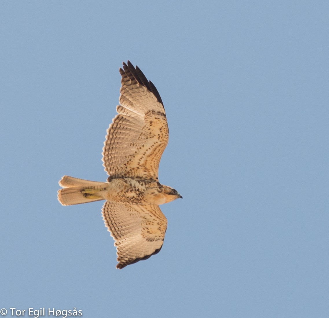 Variable Hawk (Red-backed) - ML68358021