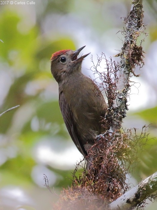 Smoky-brown Woodpecker - Carlos Calle Quispe