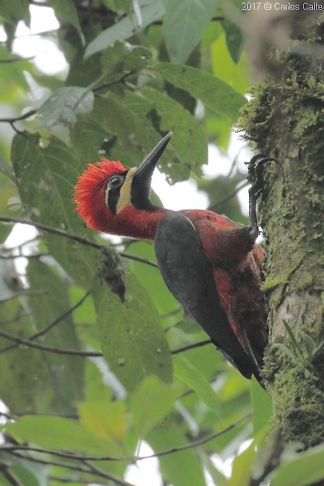Crimson-bellied Woodpecker - Carlos Calle Quispe