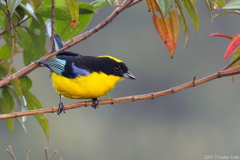 Blue-winged Mountain Tanager - ML68363671